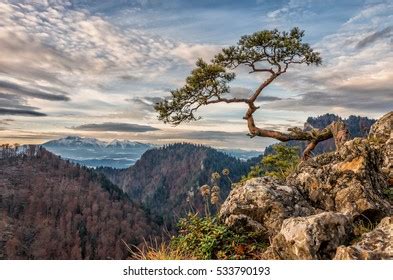 Dwarf Pine Tree On Sokolica Peak Stock Photo Shutterstock