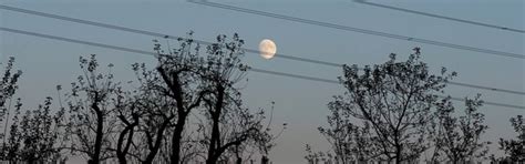 Tree Branches Touching Power Lines Green Vista Tree Care