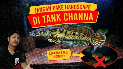 SETTING TANK TERBAIK UNTUK CHANNA AURANTI YouTube