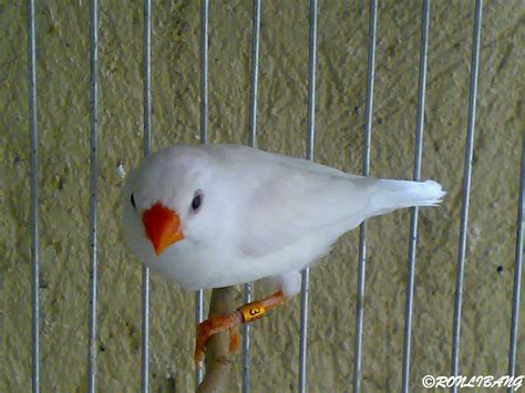 W White Zebra Finch Ronlibang Aviary Philippines Flickr