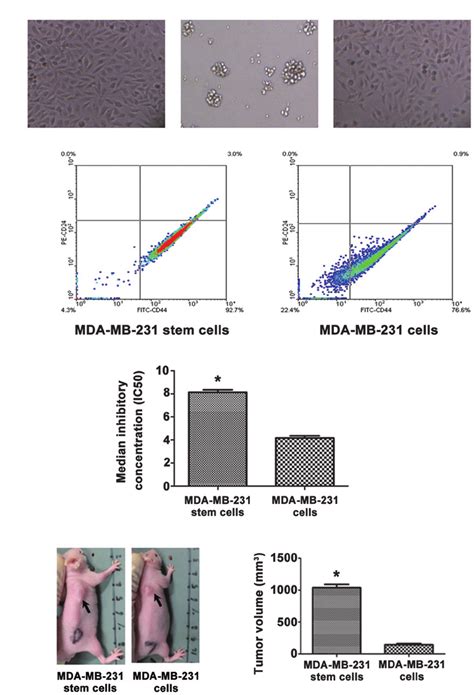 Isolation And Identification Of Cancer Stem Cells From MDA MB 231