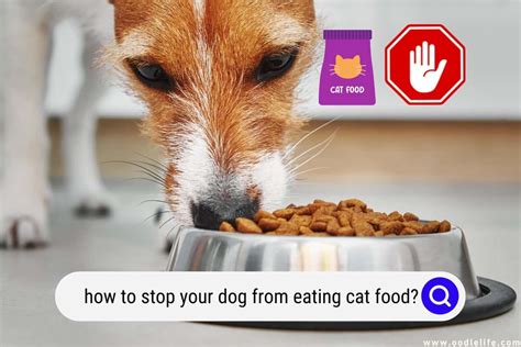 What Happens If A Dog Eats Cat Food