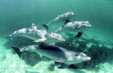 Pod Of Bottlenose Dolphins