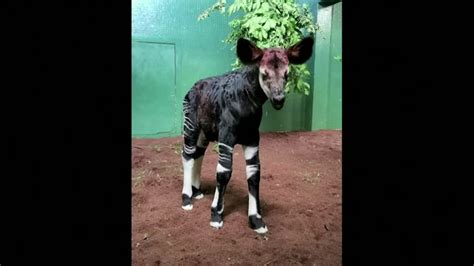 Rare baby okapi born at London Zoo [Video]