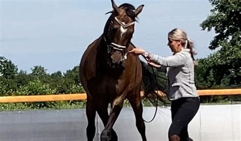 Kennis Van De Biomechanica Is Essentieel Het Onafhankelijke Paarden