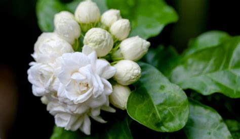 Sampaguita Flower, The National Flower Of The Philippines , 53% OFF