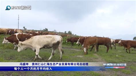 兴仁：发展肉牛养殖 致力打造肉牛全产业链腾讯新闻