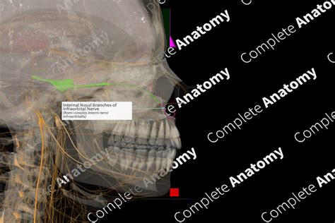 Internal Nasal Branches of Infraorbital Nerve (Right) | Complete Anatomy