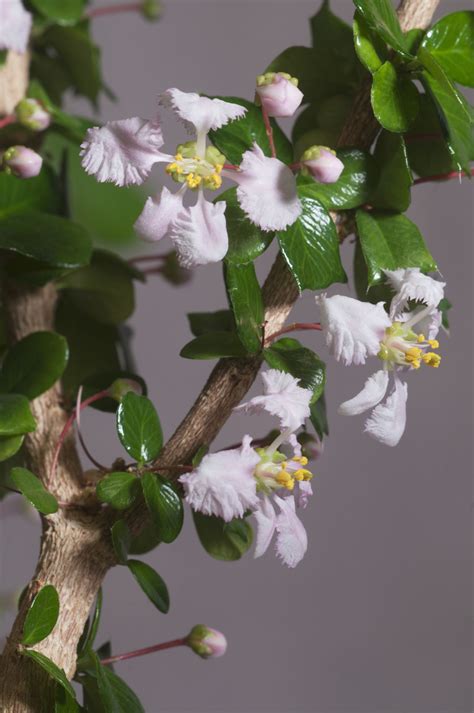 Malpighia sp. - Bonsai BCI