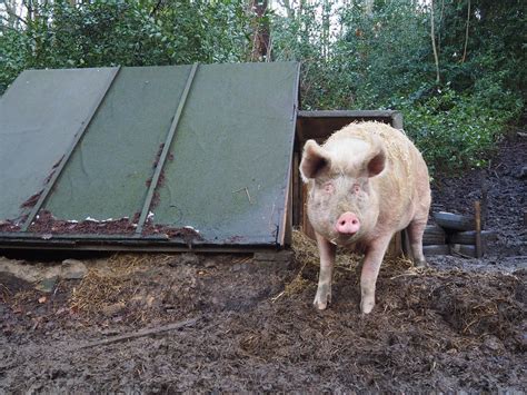 Harry Pigs In The Wood New