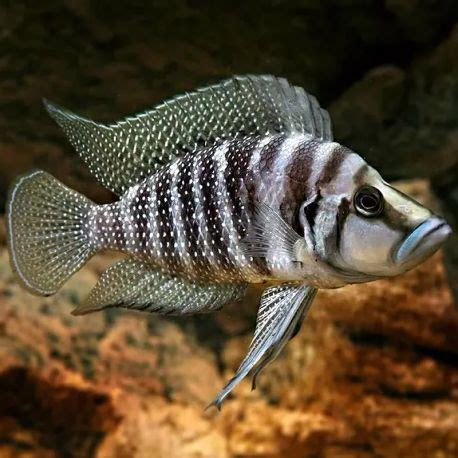 Cichlidés Africain du lac Tanganyika Lamprologus Calvus Sumbu lot de 2