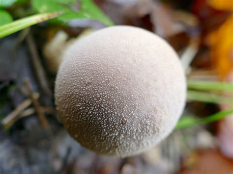 Beutel St Ubling Beutel St Ubling Lycoperdon Excipuliform Flickr