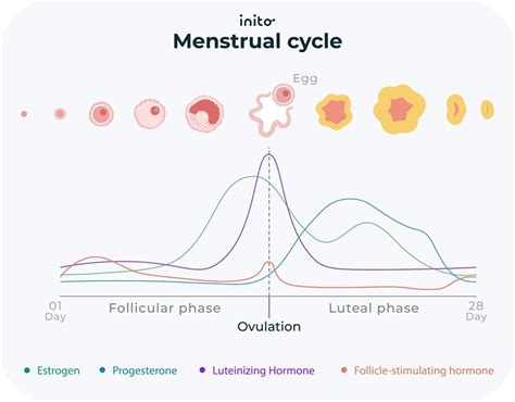 ovulation symptoms pregnancy