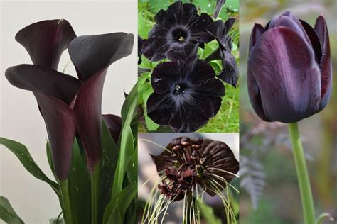 Top 27 Fascinating Black and Very Dark Flowers For Your Garden | Florgeous