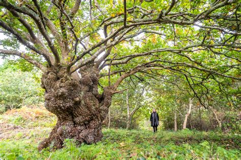 Votez Pour Les Plus Beaux Arbres Français De Lannée 2020 Geo