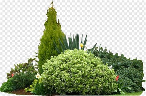 Shrub - Free Icon Library 