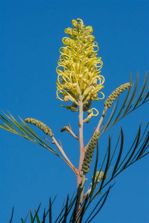 Grevillea Australia Native Free Photo On Pixabay Pixabay