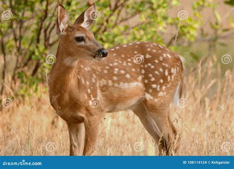 Fawn Standing