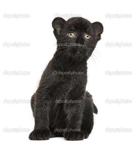 Black Leopard Cub Sitting 3 Weeks Old Isolated On White Stock Photo