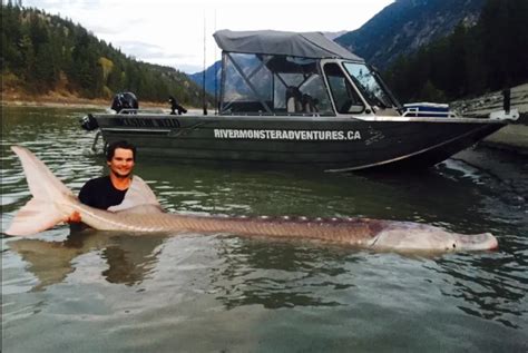 Giant Lake Sturgeon