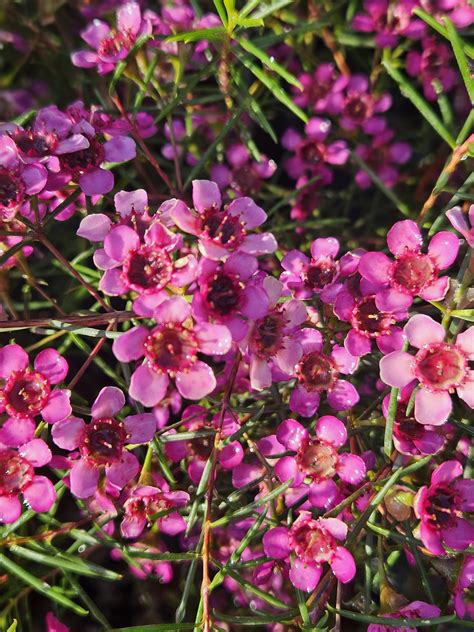 Geraldton Wax Purple Pride Perth Frangipani Heaven Perth