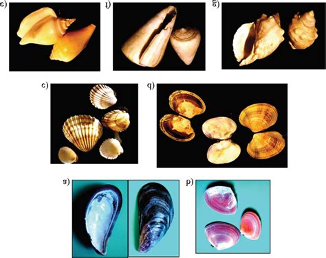 Bivalve And Gastropod Shells Collected From Black Sea Coast