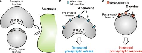 Astrocytes Release Chemical Transmitters To Modulate Information