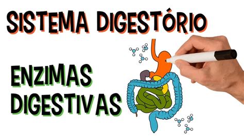 Enzimas Digestivas Quais As Fun Es Essenciais Para Nossa Sa De