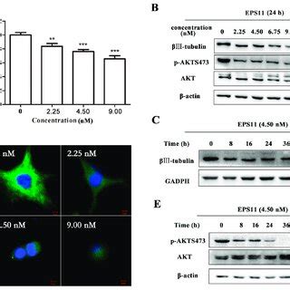 Downregulation Of Iii Tubulin Expression And Akt Phosphorylation By