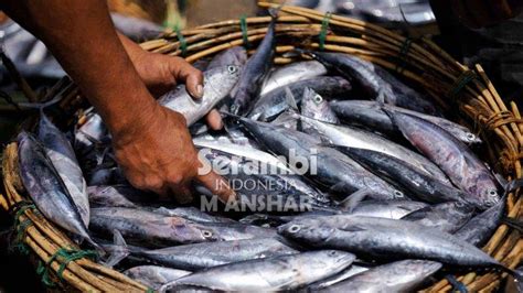 Harga Ikan Cakalang Zonaikanternak