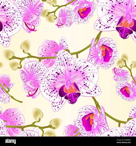 Seamless Texture Orchids Flowers Purple And White Phalaenopsis Tropical