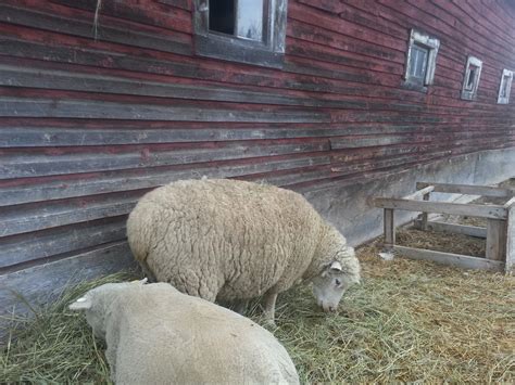 Small Farm, Permaculture and Farm Store