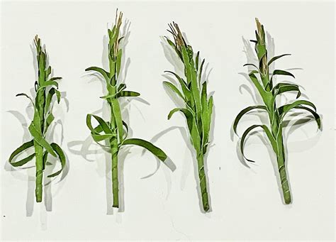 Corn Stalk Flower
