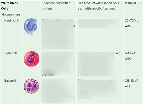 Granulocytes Diagram Quizlet