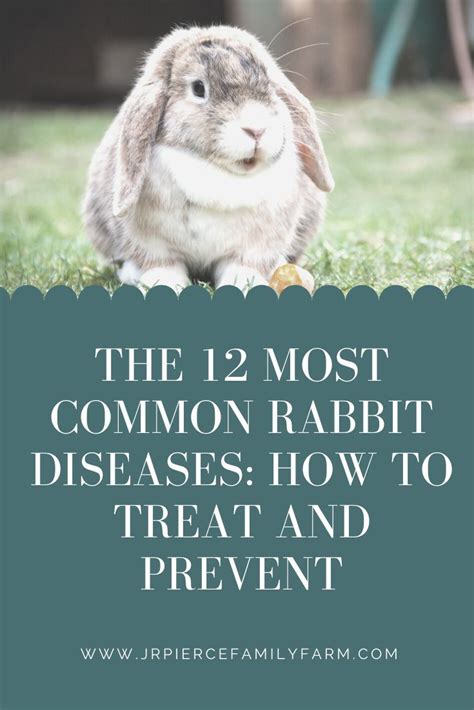 The 12 Most Common Rabbit Diseases How To Treat And Prevent