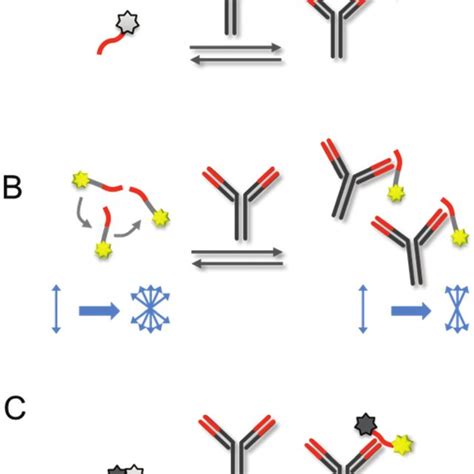 (A) Antibody detection based on antibody-induced disruption of ...