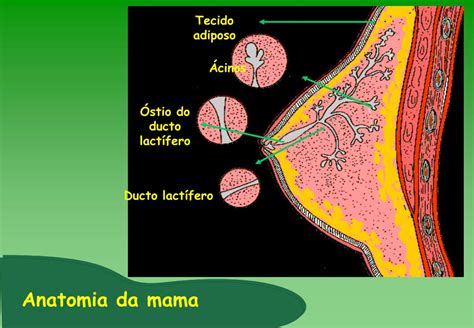 Ppt Falando Sobre C Ncer De Mama Powerpoint Presentation Free