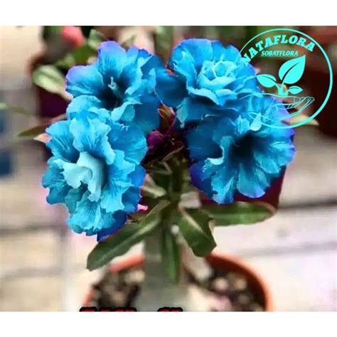 Jual Promo Adenium Kamboja Jepang Bunga Tumpuk Disert Blue Tumpuk