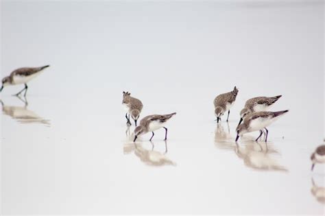 Premium Photo | Galapagos wildlife