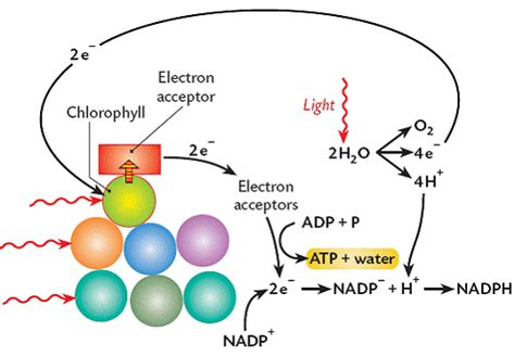 Photosystem 1 And 2 Diagram - Drivenheisenberg