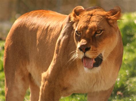 Josie The Lioness Dartmoor Zoological Park Sparkwell Ply Jerry