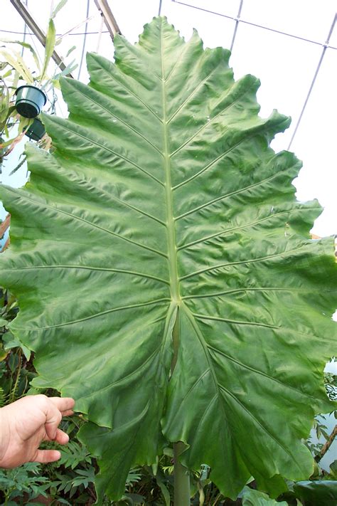 Alocasia x portora – Brian's Botanicals