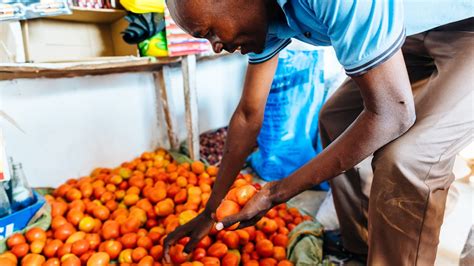 Articles La Transformation Des Tomates Tearfund Learn