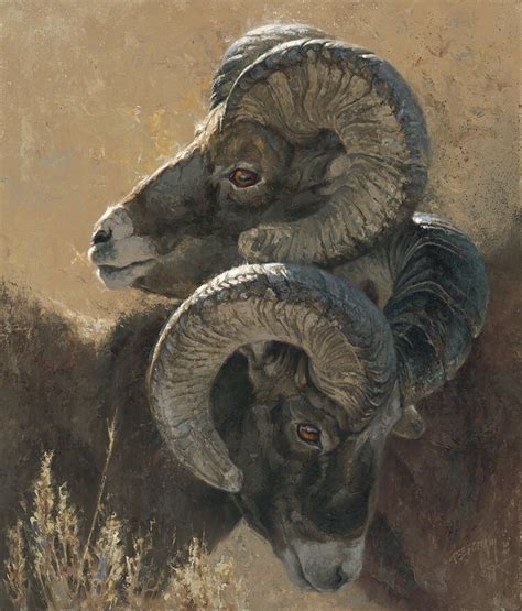 Greg Beecham Wildlife Prints Wildlife Paintings Sheep Paintings