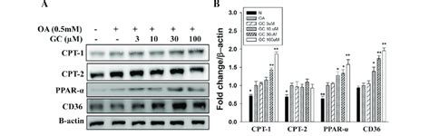 Effects Of Ginkgolide C On B Oxidation In Hepg2 Cells Hepg2 Cells Were Download Scientific