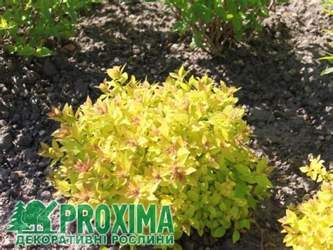 Спирея японская Голден Карпет, Spiraea japonica Golden Carpet купить ...