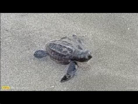 Pelepasan Tukik Anak Penyu Di Pantai Kuta Bali Jalanjalan Pantai