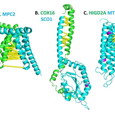 AlphaFold2 Structural Models Of Protein Complexes With Predicted