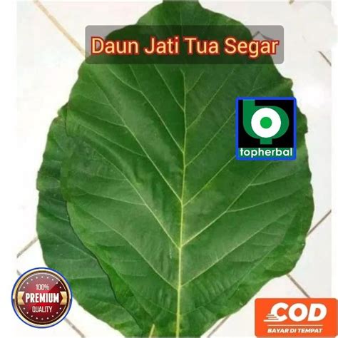 Jual Daun Jati Fresh 1 KG Shopee Indonesia