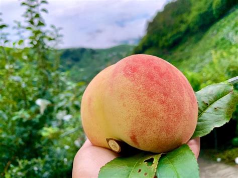 產季倒數2週快把握！梨山高山水蜜桃香甜搶市「白中帶粉紅」最好吃 食譜自由配 自由電子報